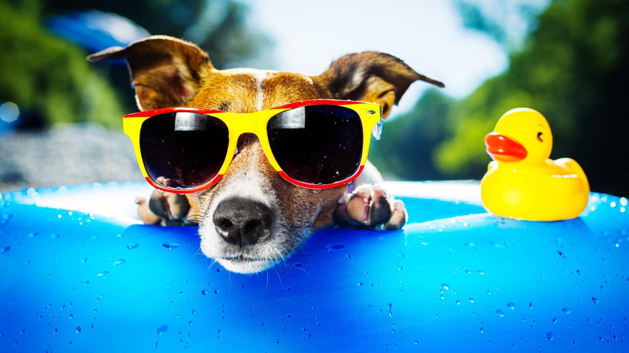 Fido Fills Weeks — Consider Pets for Your Vacation Rental and Broaden Market Appeal