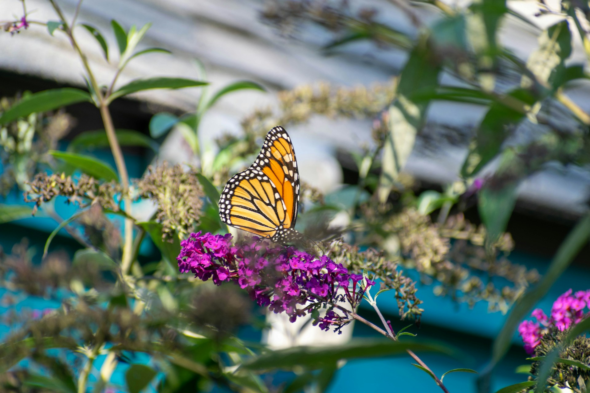 Chatham Butterfly