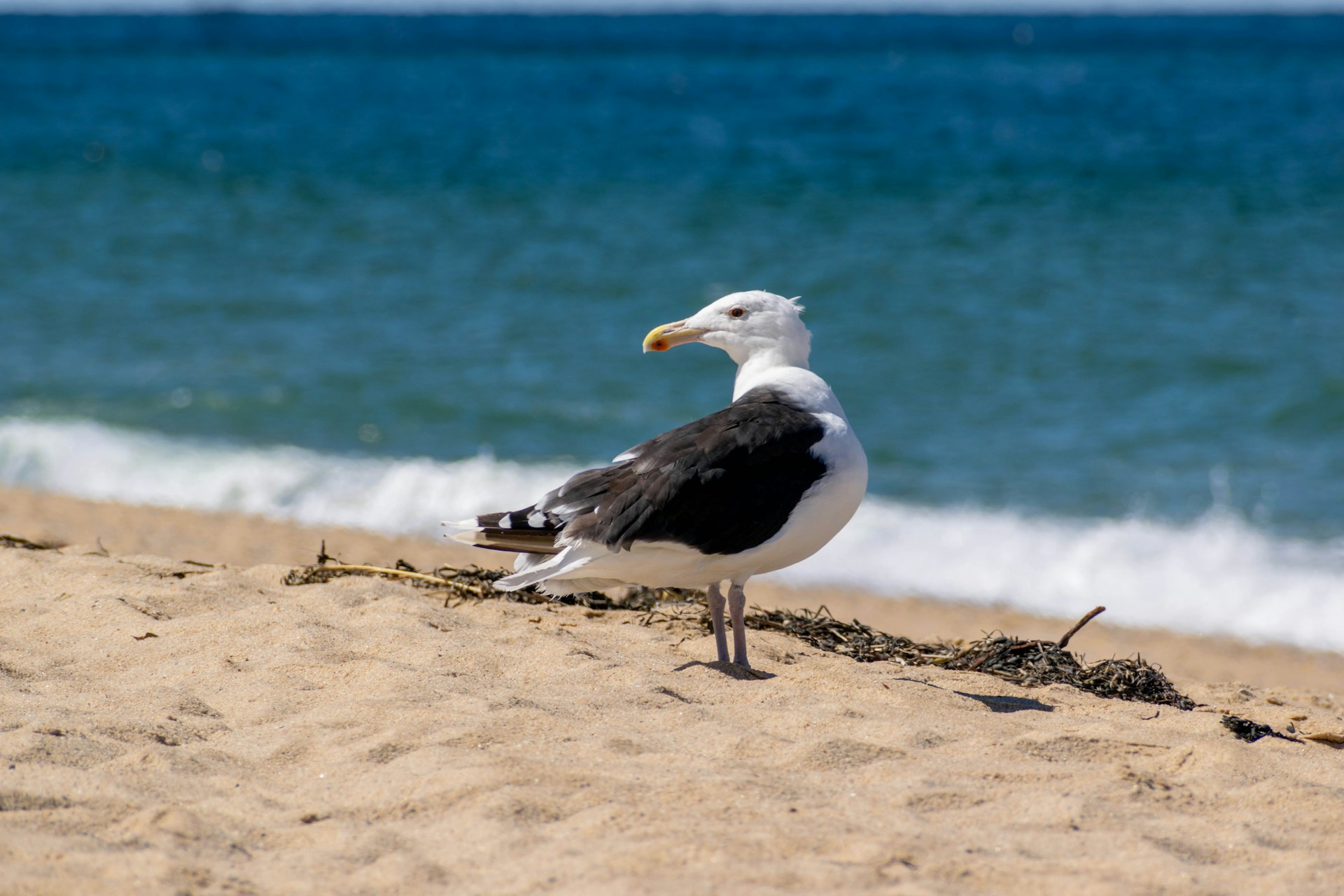 Cape Cod Educational