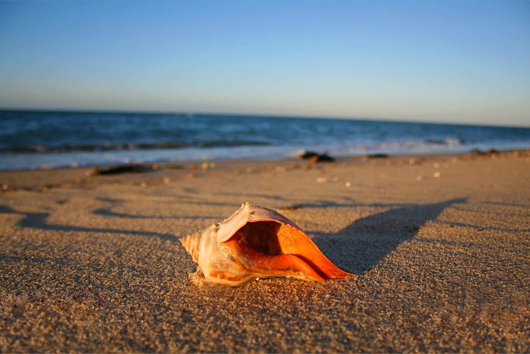 best shelling beaches on Cape Cod